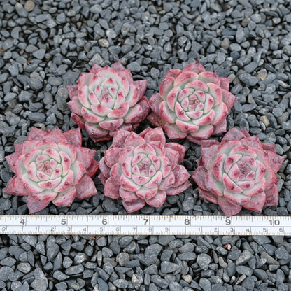 Echeveria colorata cultivar Imported Succulent Plant