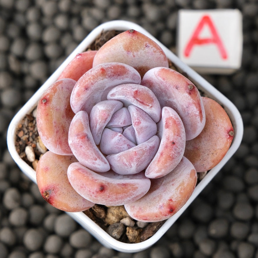 Echeveria Snow White Imported Succulent Plant