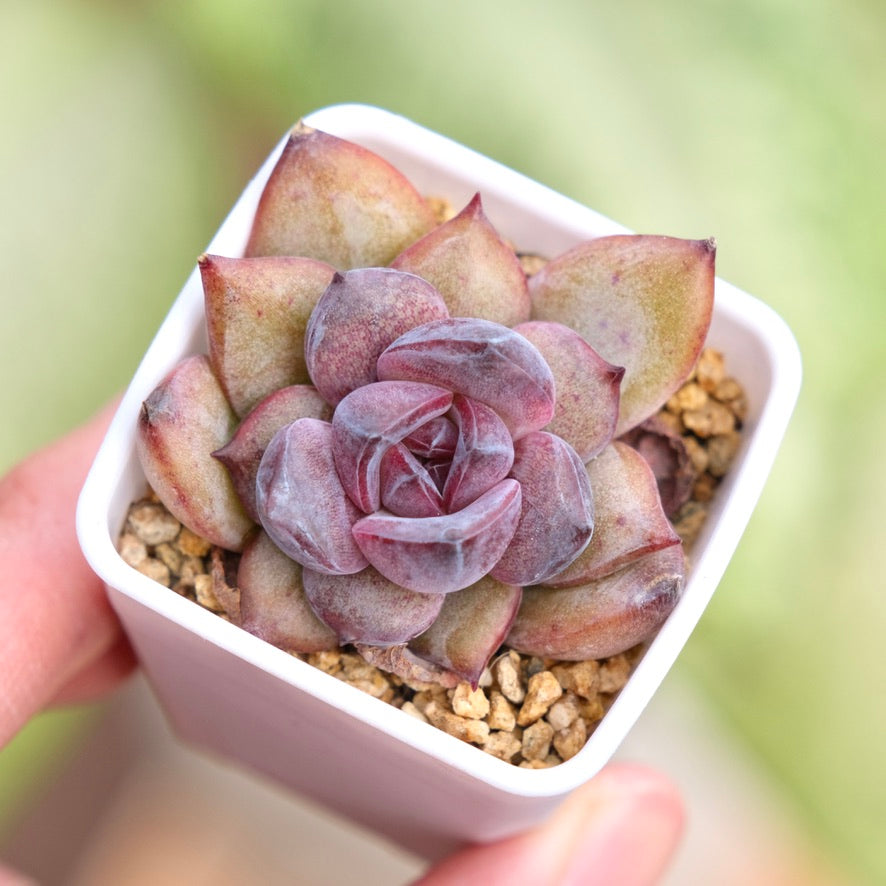 Echeveria Good Night Korean Succulent Plant