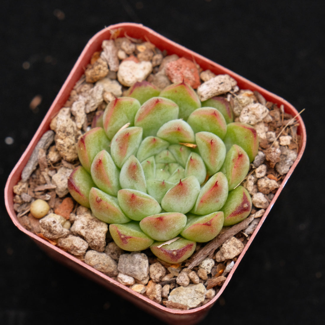 Echeveria Mango Butter Korean Succulent Plant