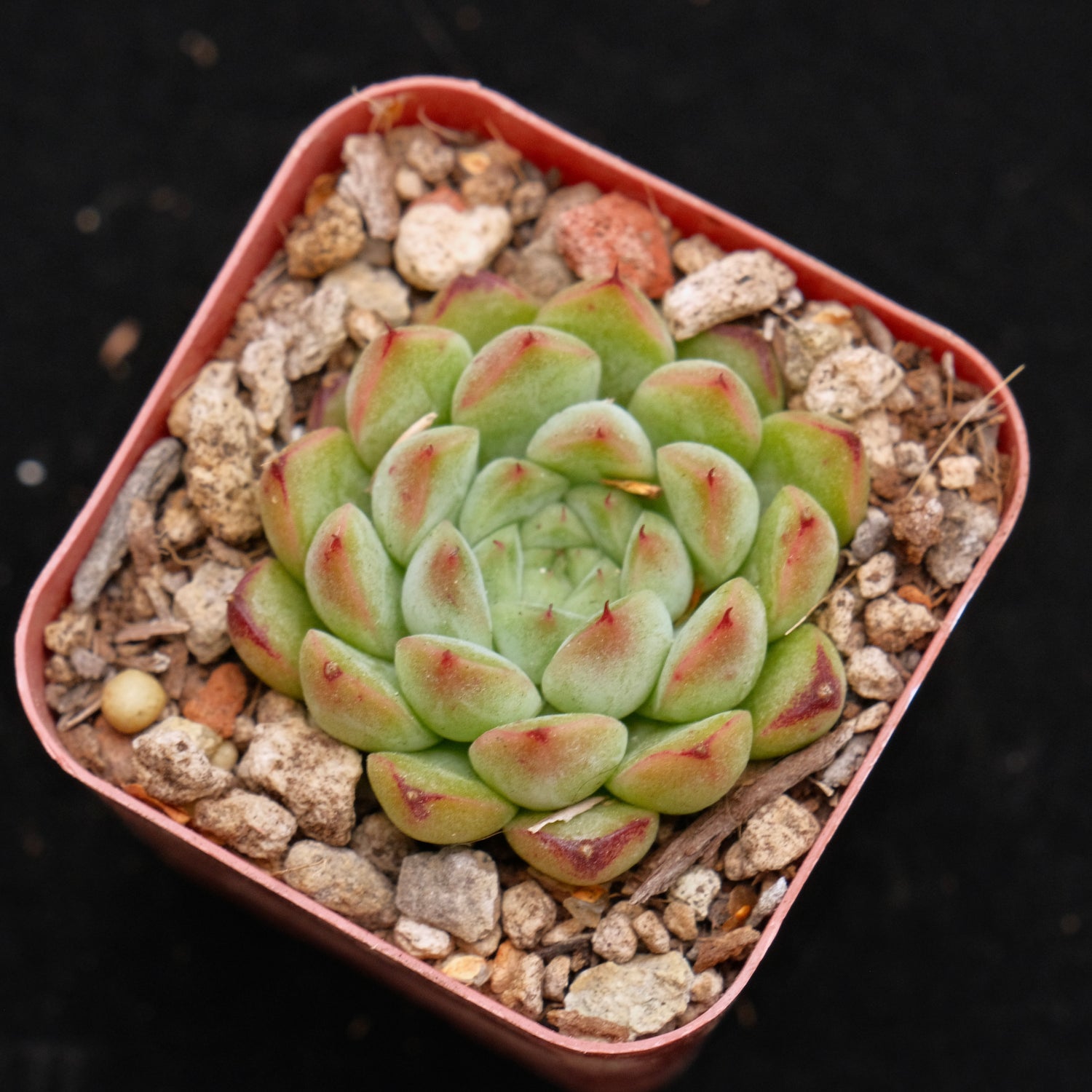 Echeveria Mango Butter Korean Succulent Plant