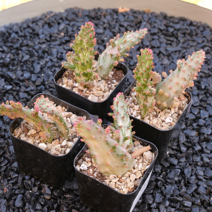 Opuntia monacantha variegata Variegated Joseph&