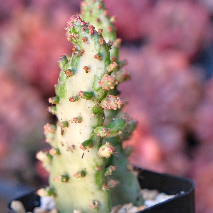 Opuntia monacantha variegata Variegated Joseph&