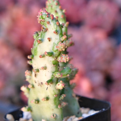 Opuntia monacantha variegata Variegated Joseph&