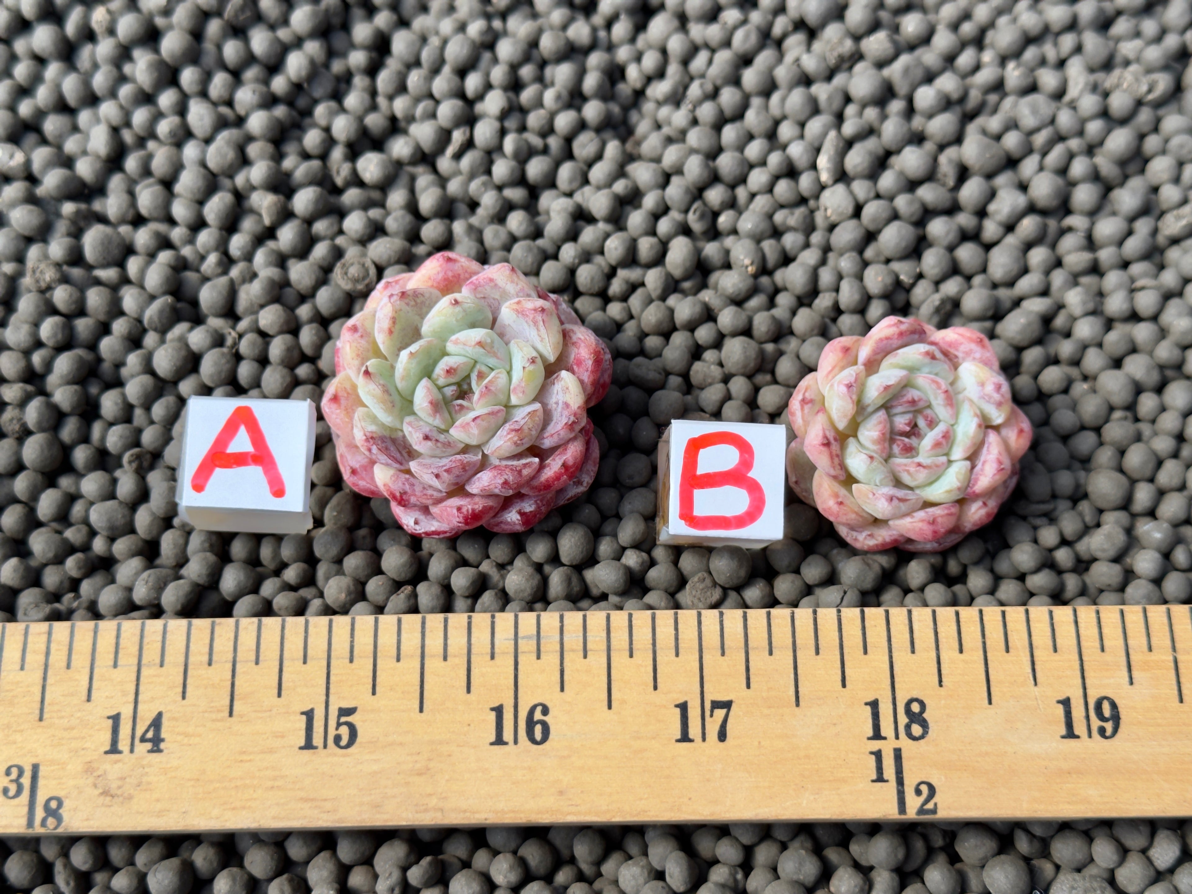 Echeveria Michelin Korean Succulent Plant Changhee hybrid