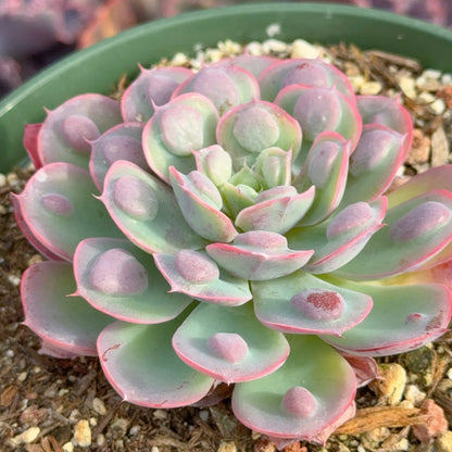 Echeveria Raindrops Succulent Plant