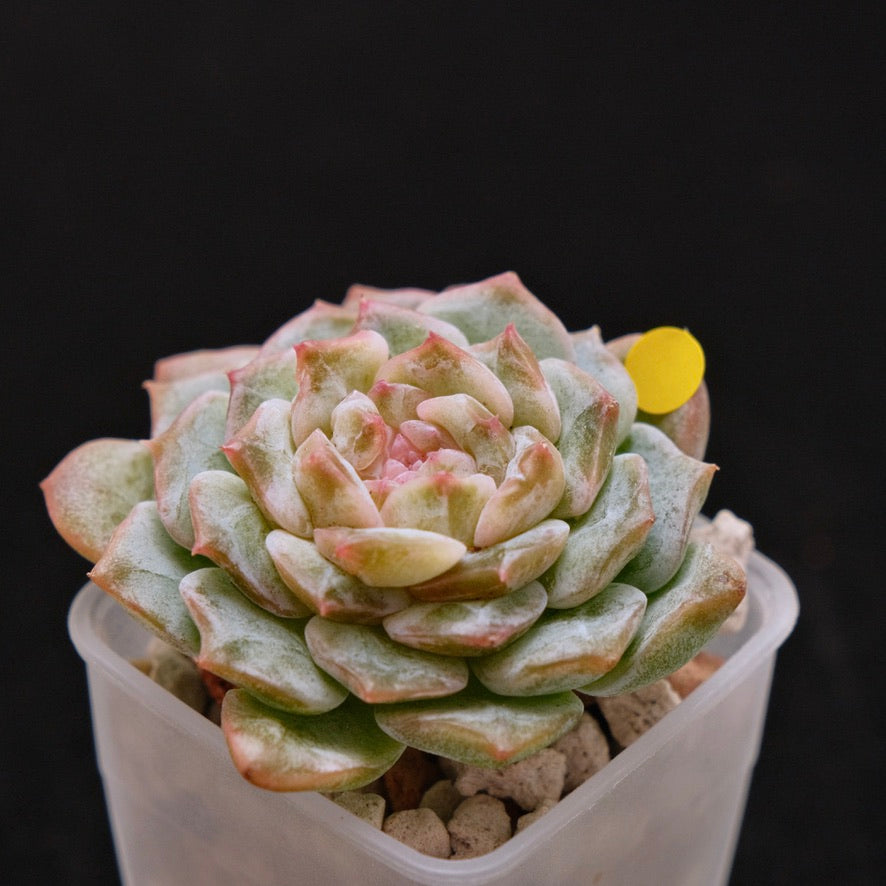 Echeveria Pink Jenny Korean Succulent Plant