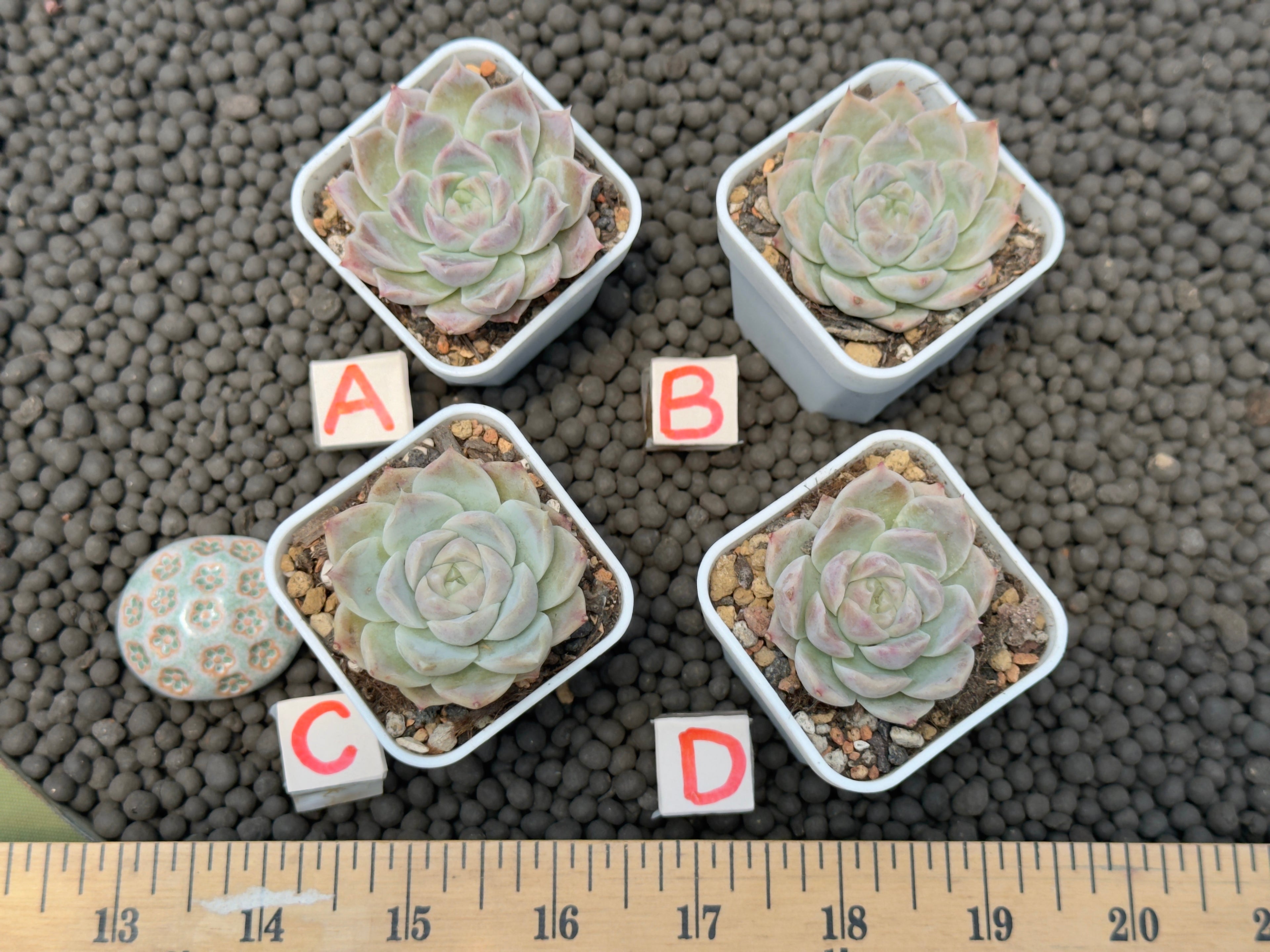 Echeveria Lilac Card Korean Succulent Plant Changhee hybrid
