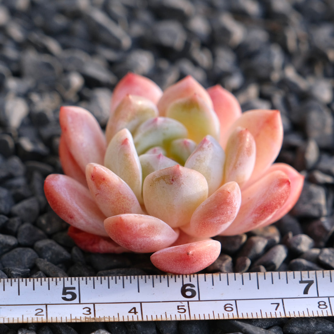 Mystery Hybrid Imported Succulent Plant