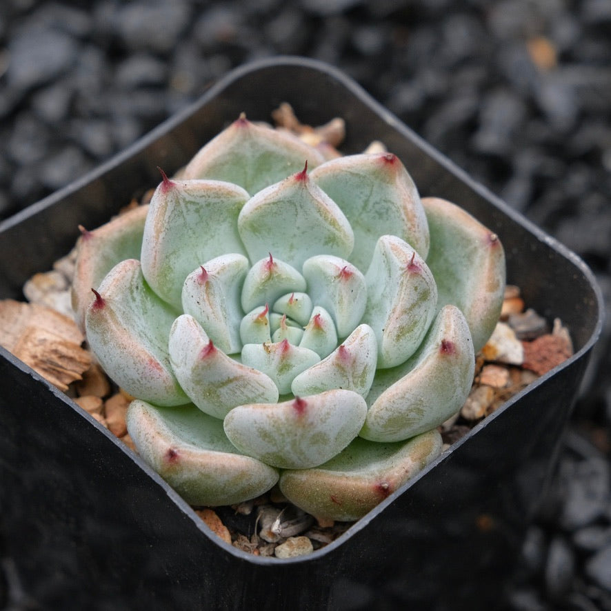 Echeveria Sato Changhee Hybrid Korean Succulent Plant