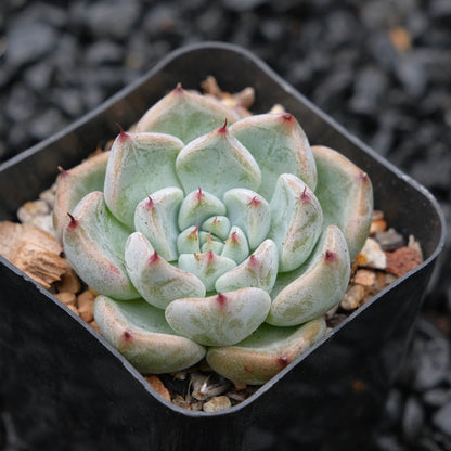 Echeveria Sato Changhee Hybrid Korean Succulent Plant