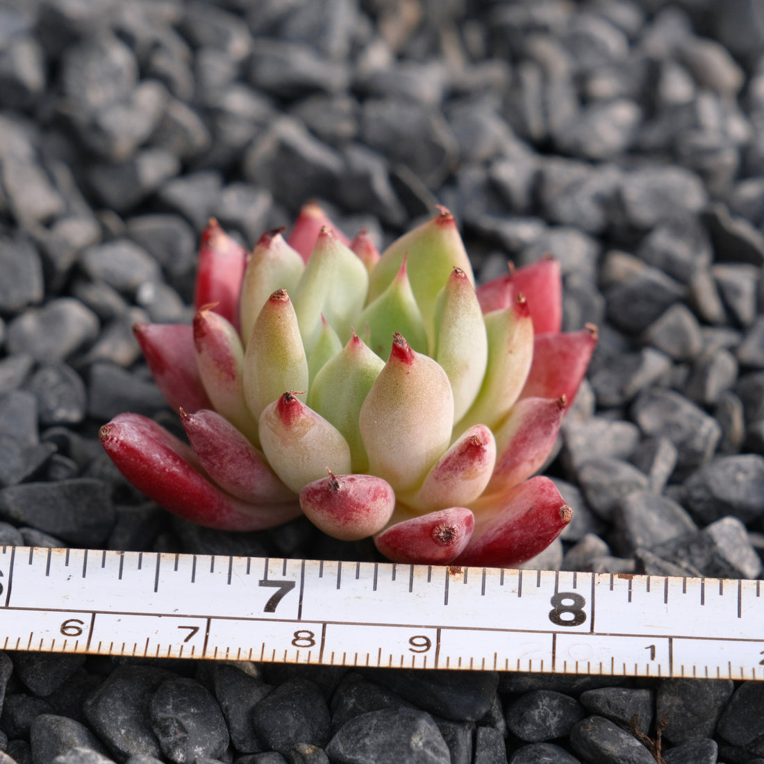 Echeveria Ametrine No. 2 Korean Succulent Plant Rare Hwaga hybrid