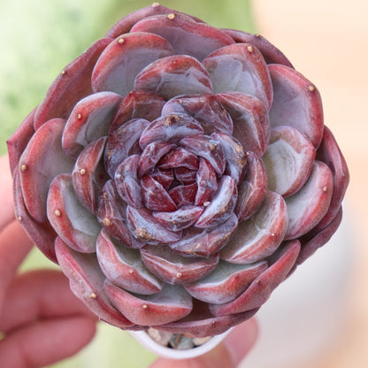 Echeveria Cherry Frappe Korean Succulent Plant