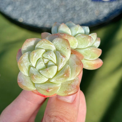 Echeveria Ice Green Succulent Plant A