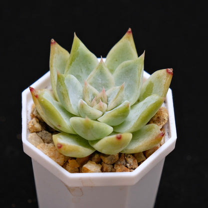Echeveria Chopa Korean Succulent Plant Changhee Hybrid