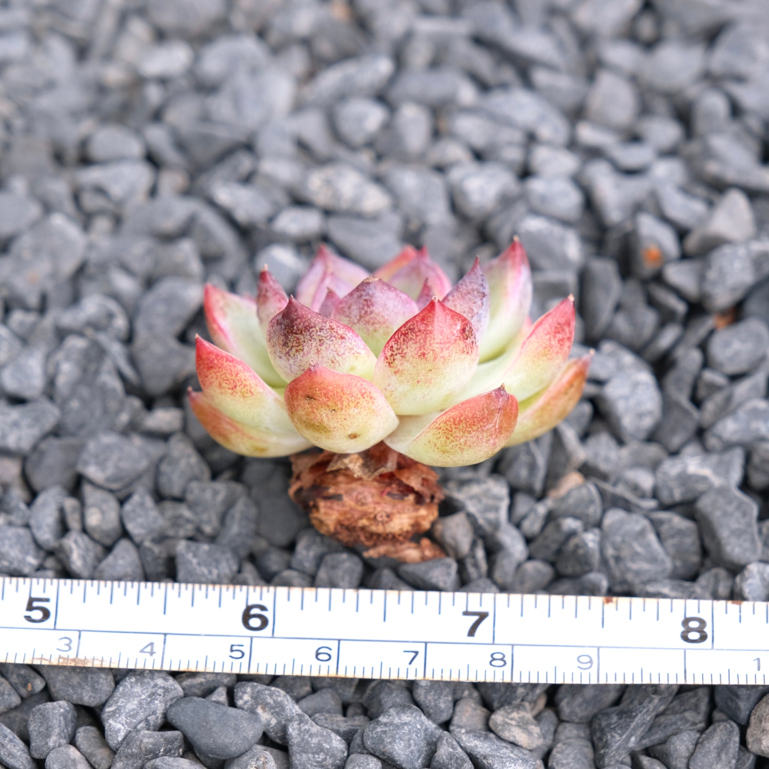 Echeveria Black Rose hybrid Korean Succulent Plant