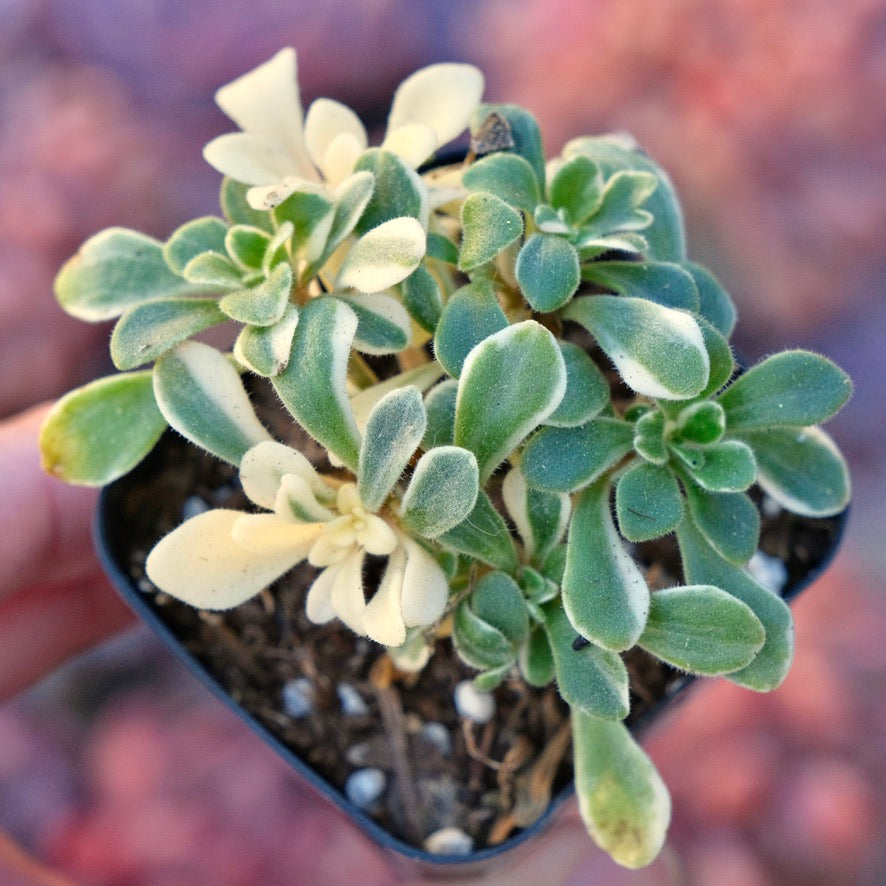Variegated Aichryson domesticum Succulent Plant