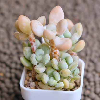 Graptosedum Jelly Finger Imported Succulent Plant - C