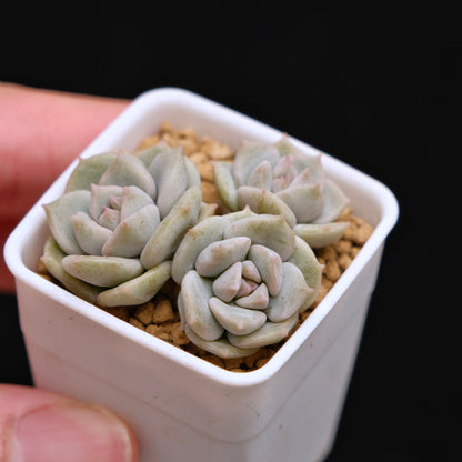 Echeveria Choux Cream babies Korean Succulent Plant