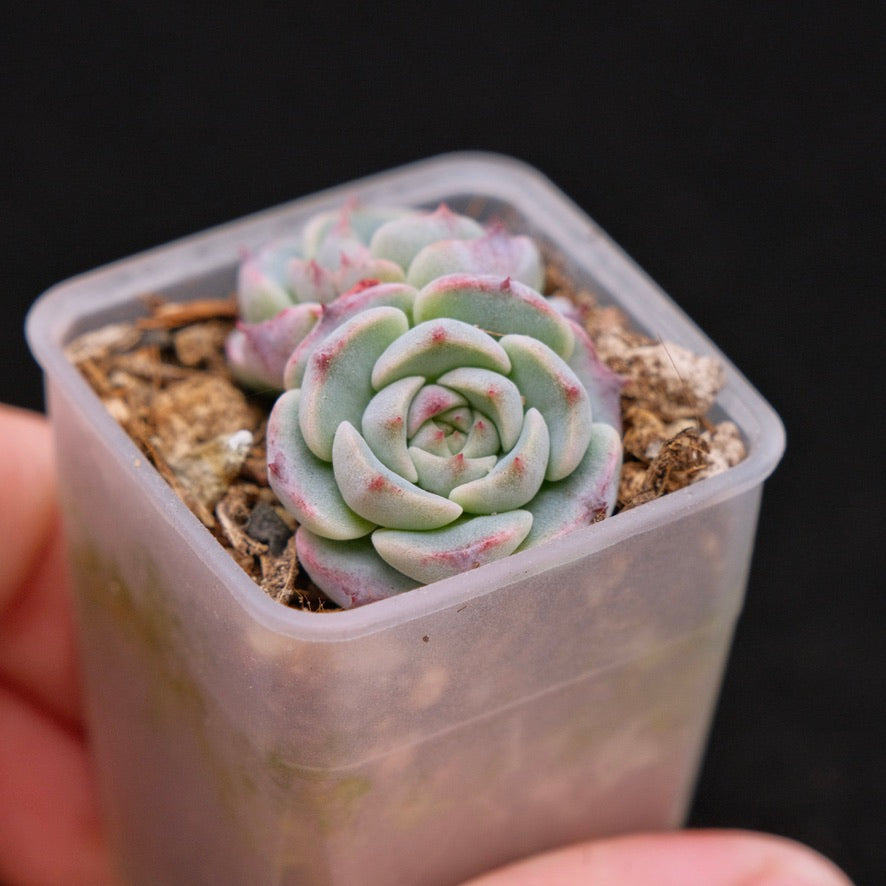 Echeveria Red Sun babies Korean Succulent Plant Changhee hybrid