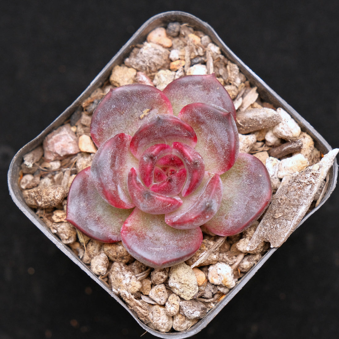 Echeveria Black Pink baby Korean Succulent Plant Changhee Hybrid