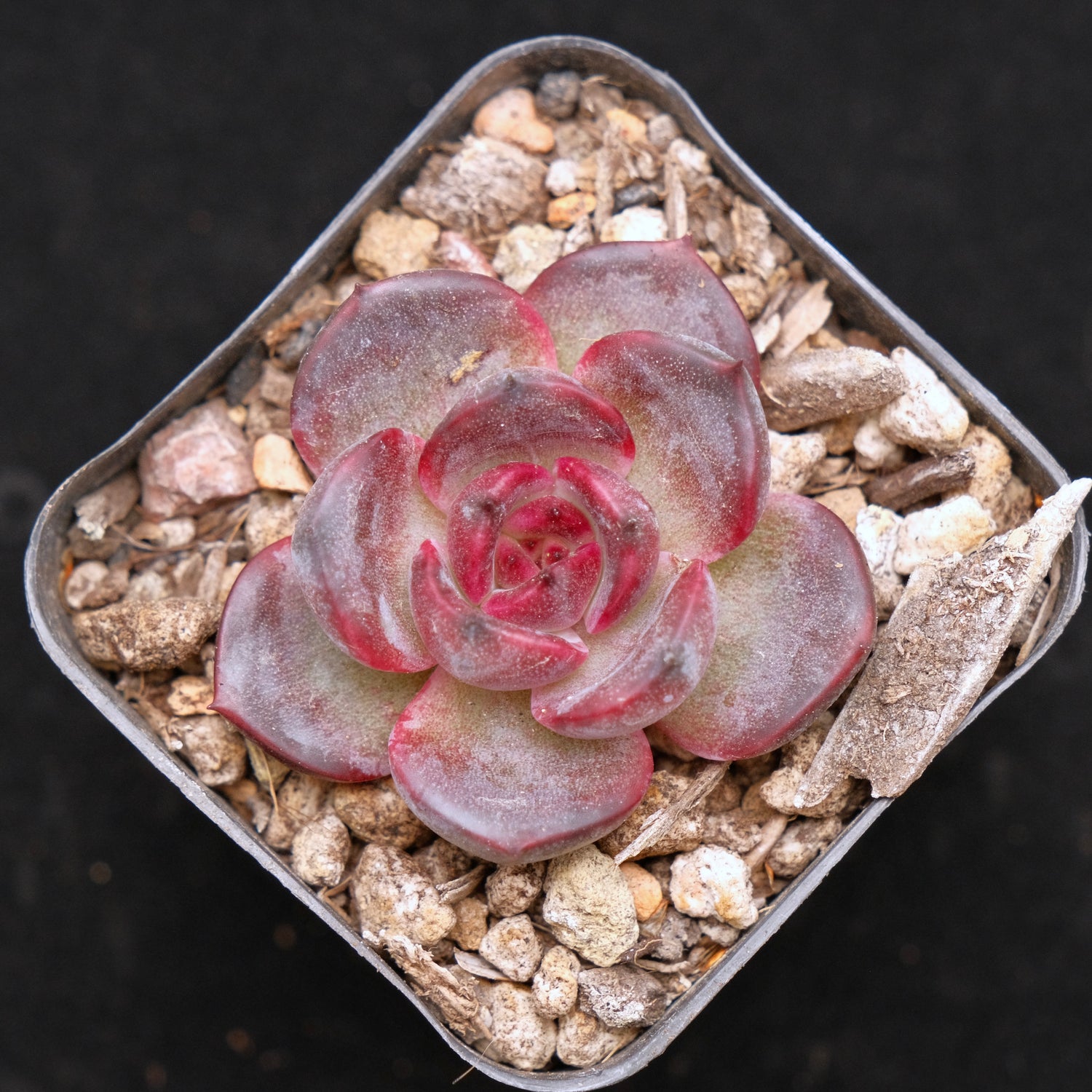 Echeveria Black Pink baby Korean Succulent Plant Changhee Hybrid