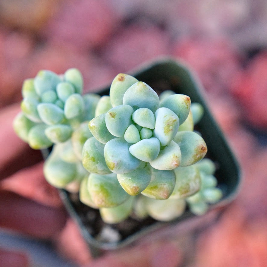 sedum treleasei succulent Sedum treleasei Succulent Plant – Succielife