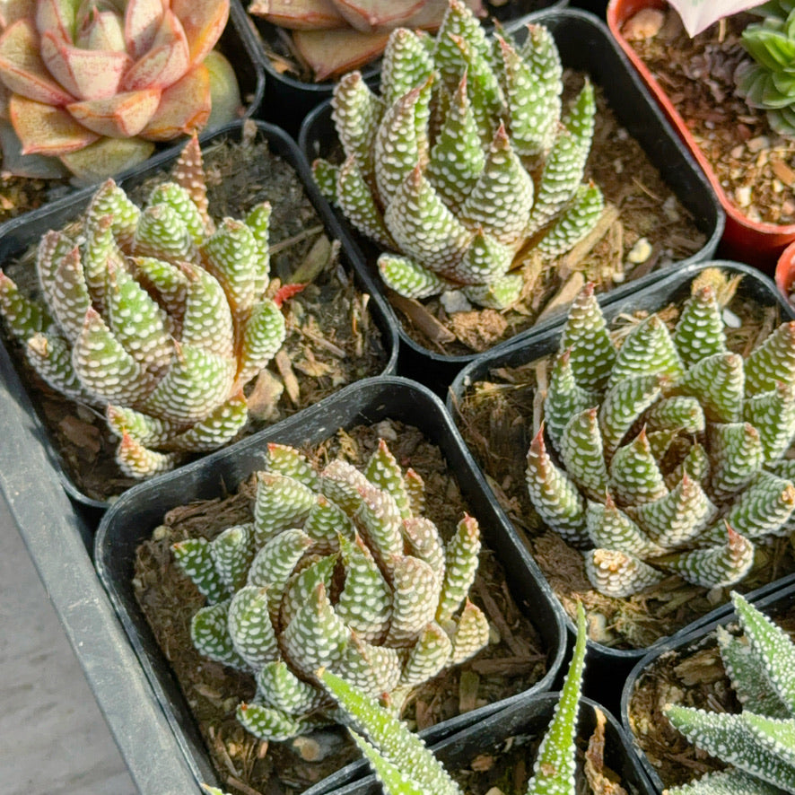 Haworthia Royal Albert Succulent Plant