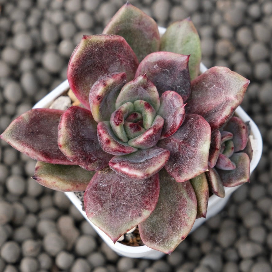 Echeveria Shinebly Korean Succulent Plant Air Magic Hybrid