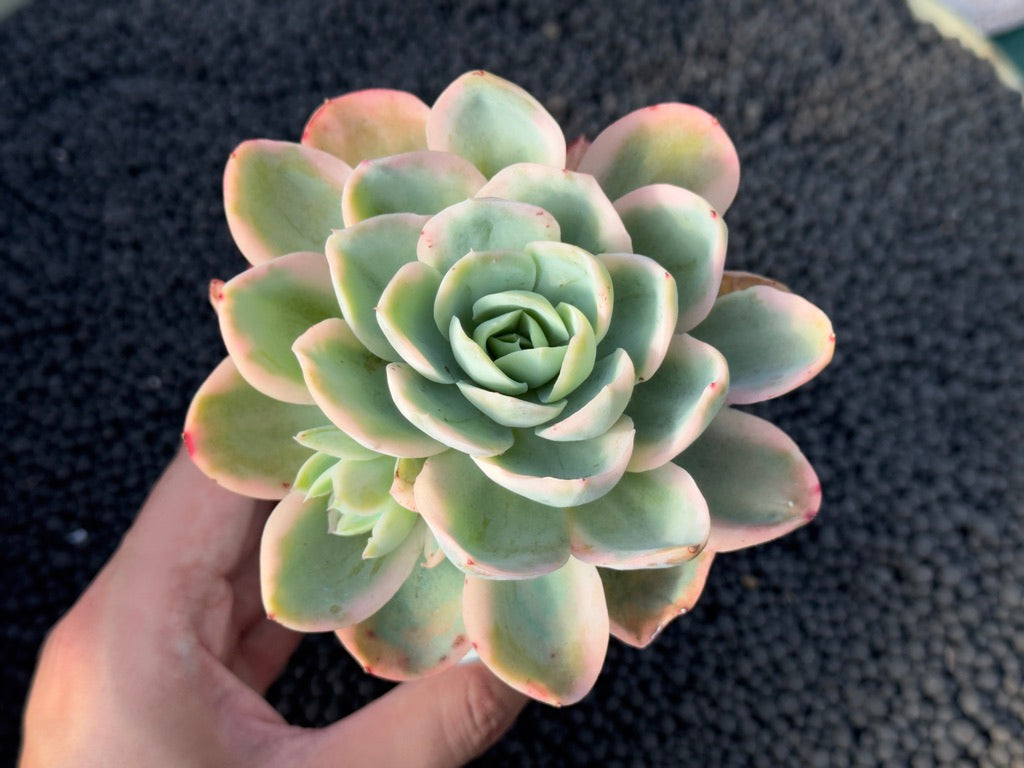 Variegated Echeveria Pink Vera Korean Succulent Plant