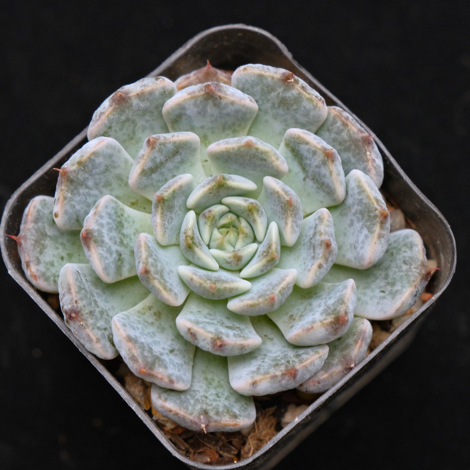 Echeveria Indigo Mini Hybrid Korean Succulent Plant Changhee Hybrid