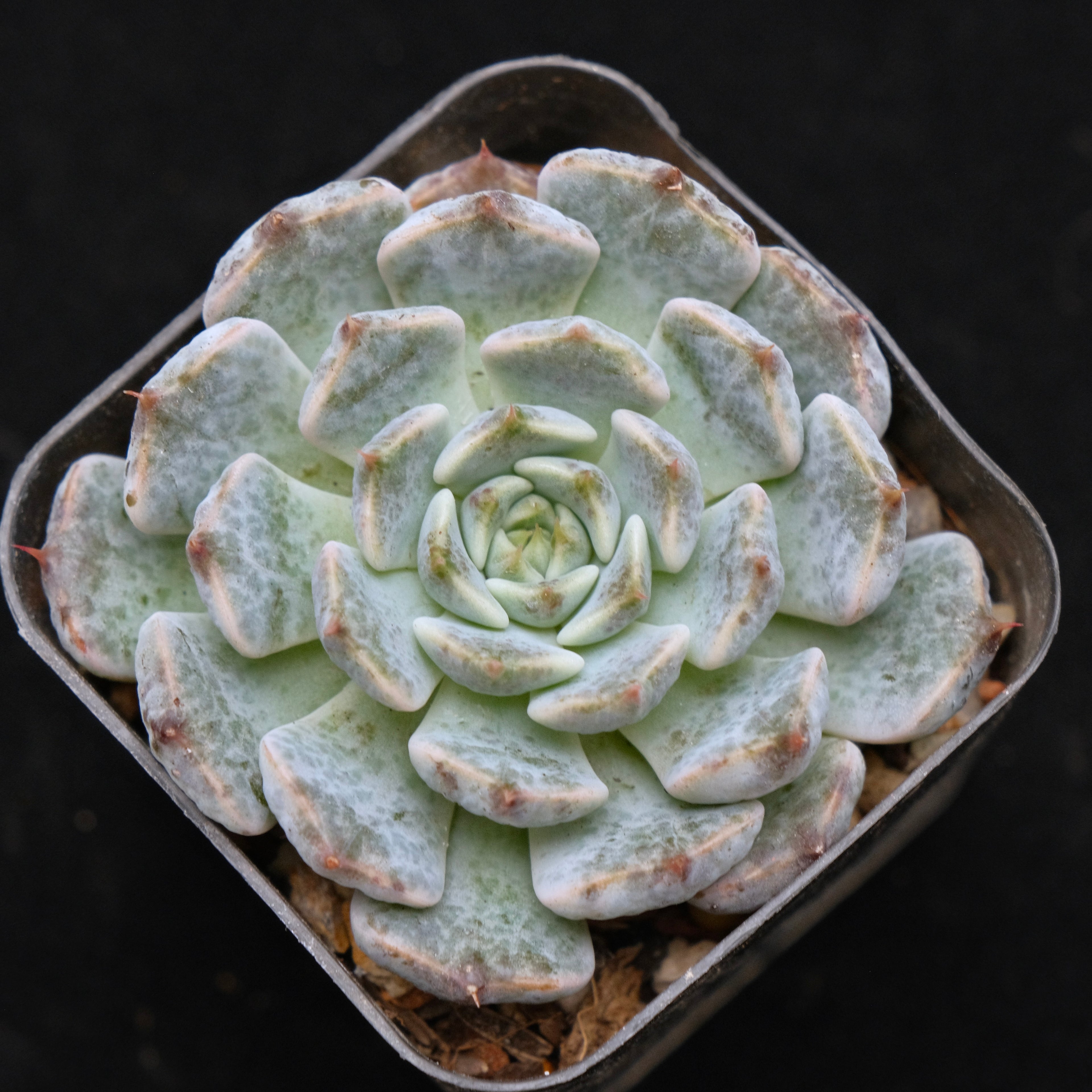 Echeveria Indigo Mini Hybrid Korean Succulent Plant Changhee Hybrid