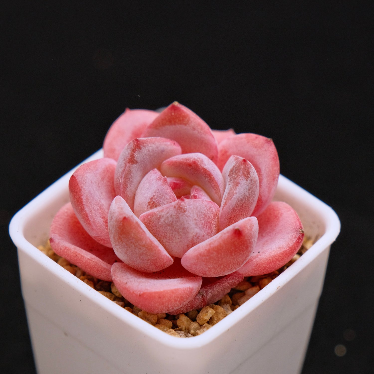 Echeveria Hyalina hybrid Imported Succulent Plant