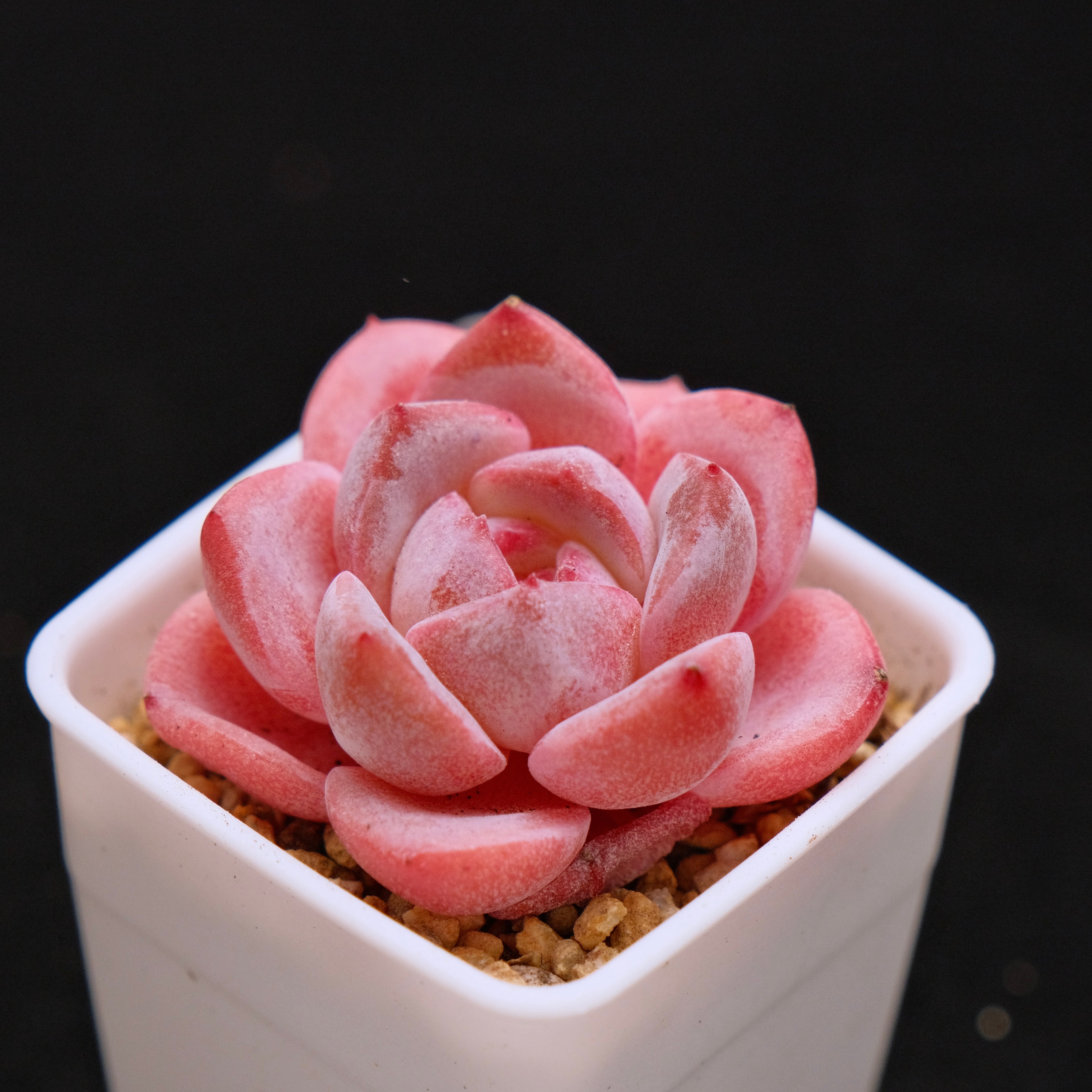 Echeveria Hyalina hybrid Imported Succulent Plant