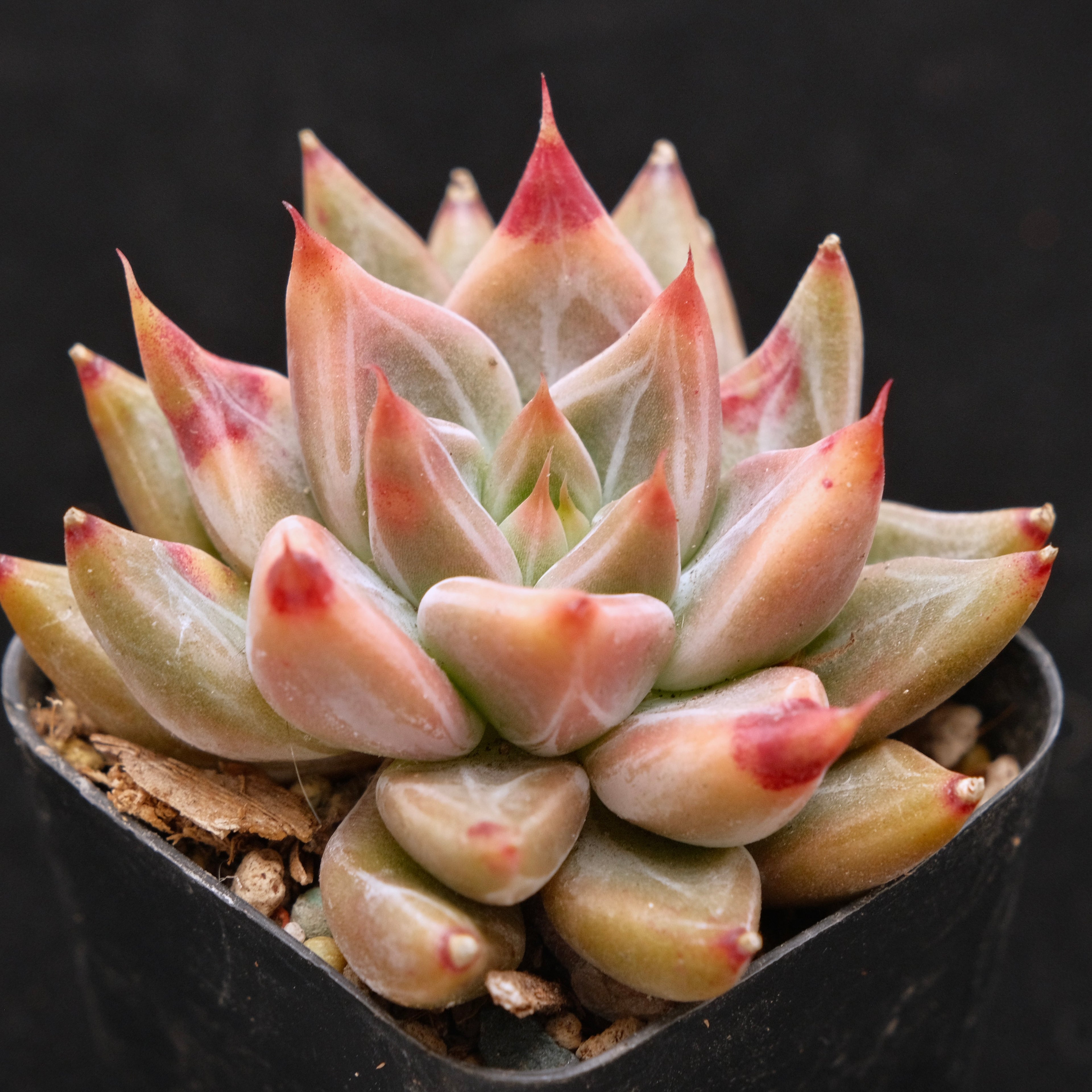 Echeveria Tolimanensis x Red Ebony Korean Succulent Plant Very Rare Changhee Hybrid