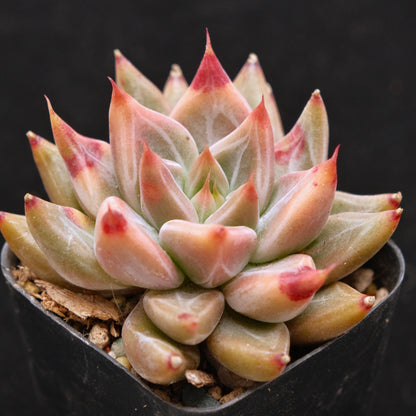 Echeveria Tolimanensis x Red Ebony Korean Succulent Plant Very Rare Changhee Hybrid