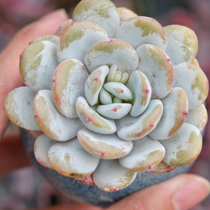 Echeveria laui Imported Succulent Plant