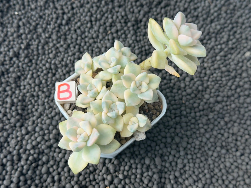 Variegated Gratpoveria Titubans Imported Succulent Plant