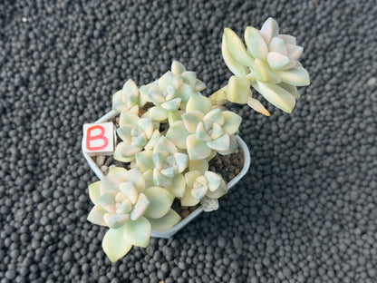 Variegated Gratpoveria Titubans Imported Succulent Plant