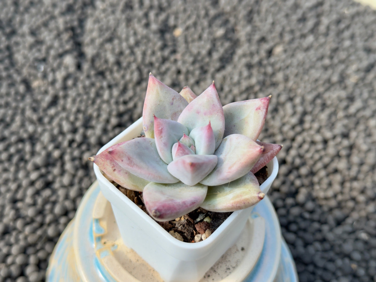 Echeveria Ice Muscle Korean Succulent Plant