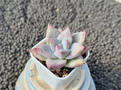 Echeveria Ice Muscle Korean Succulent Plant