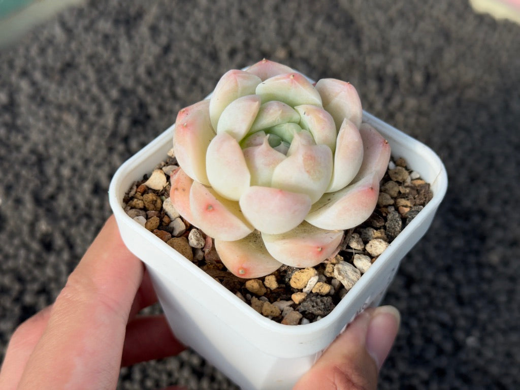 Echeveria Pink Albi Imported Succulent Plant