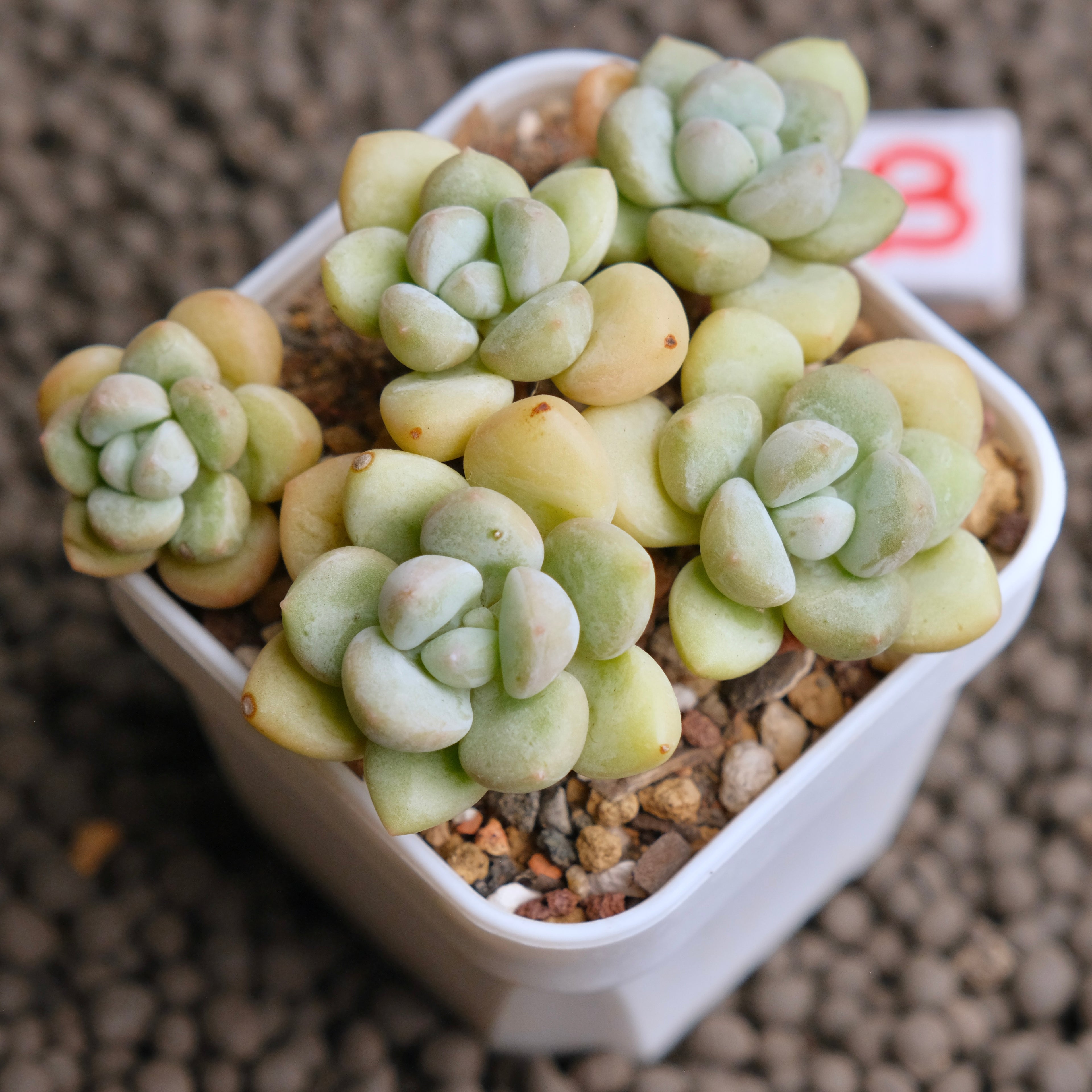 Pachyphytum Bubble Gum Imported Succulent Plant - B