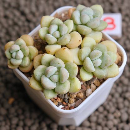 Pachyphytum Bubble Gum Imported Succulent Plant - B