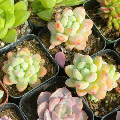 Sedum clavatum Succulent Plant