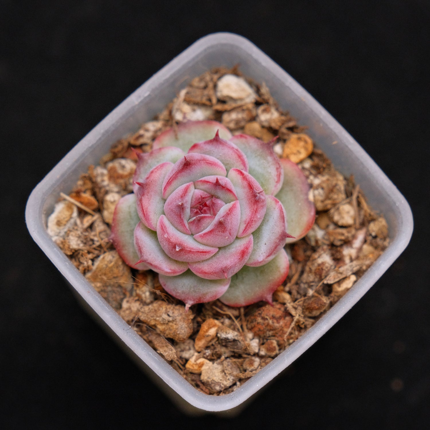 Echeveria Marcel baby Korean Succulent Plant