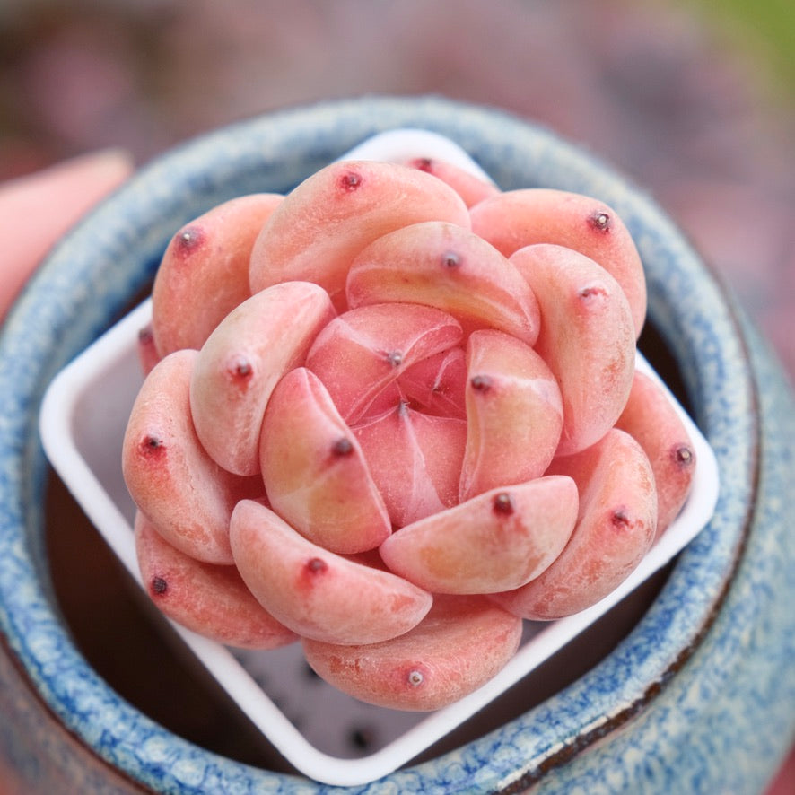 Echeveria Aries Imported Succulent Plant