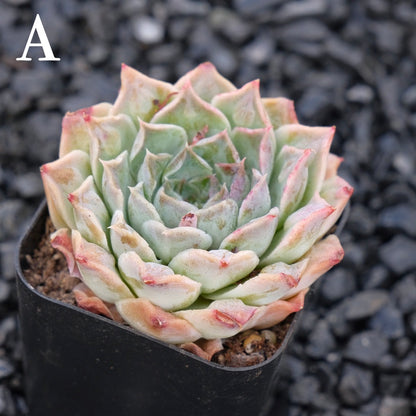 Echeveria Hearts Choice A Korean Imported Succulent Plant