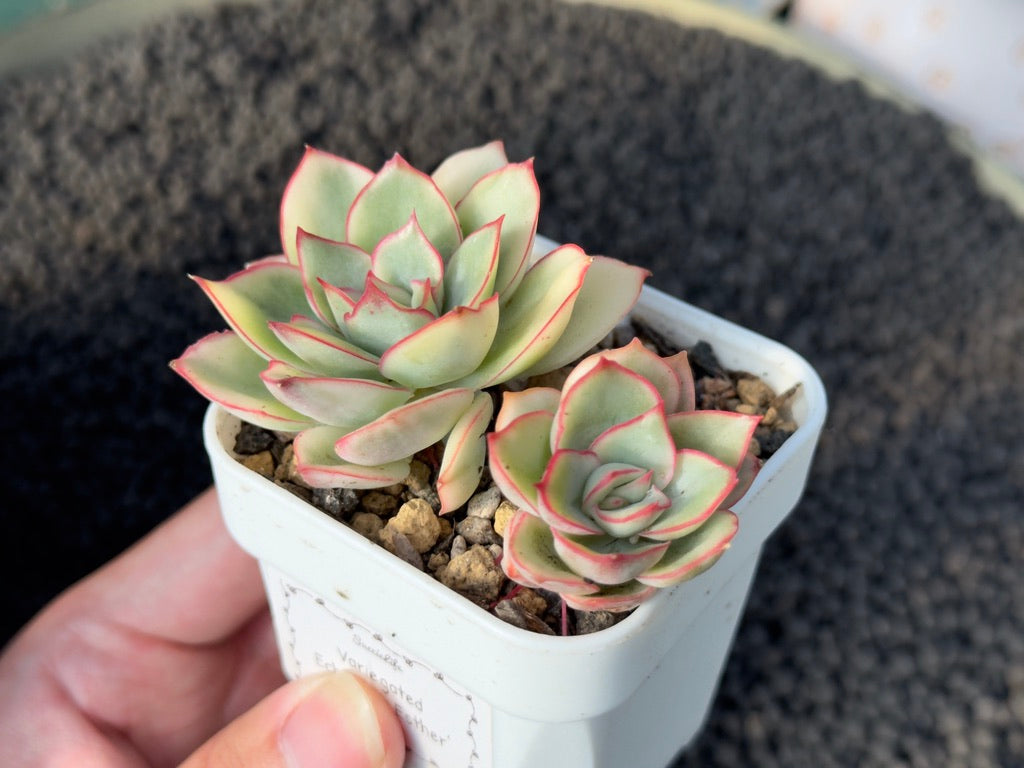 Variegated Echeveria Esther Korean Succulent Plant