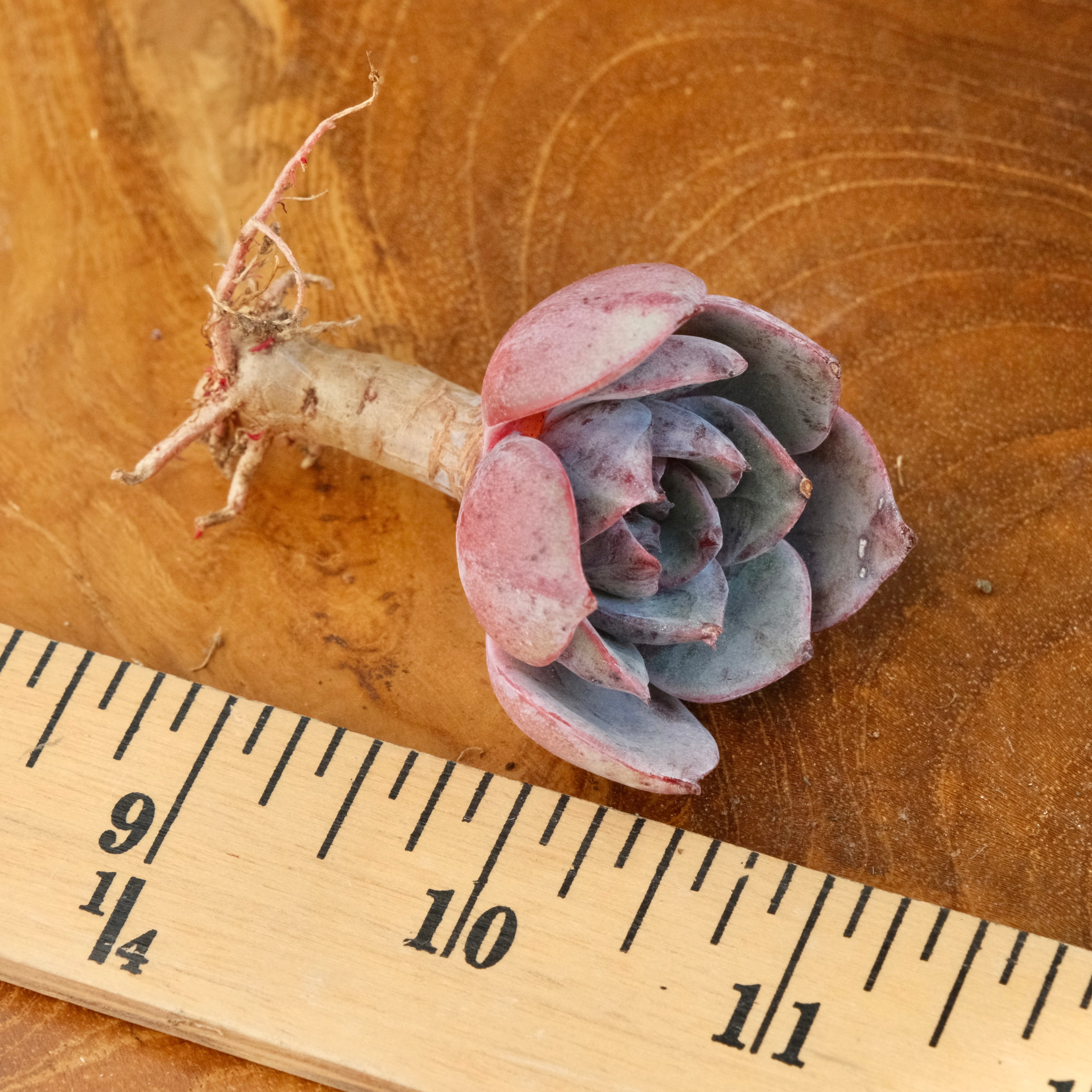 Echeveria Anything Korean Succulent Plant